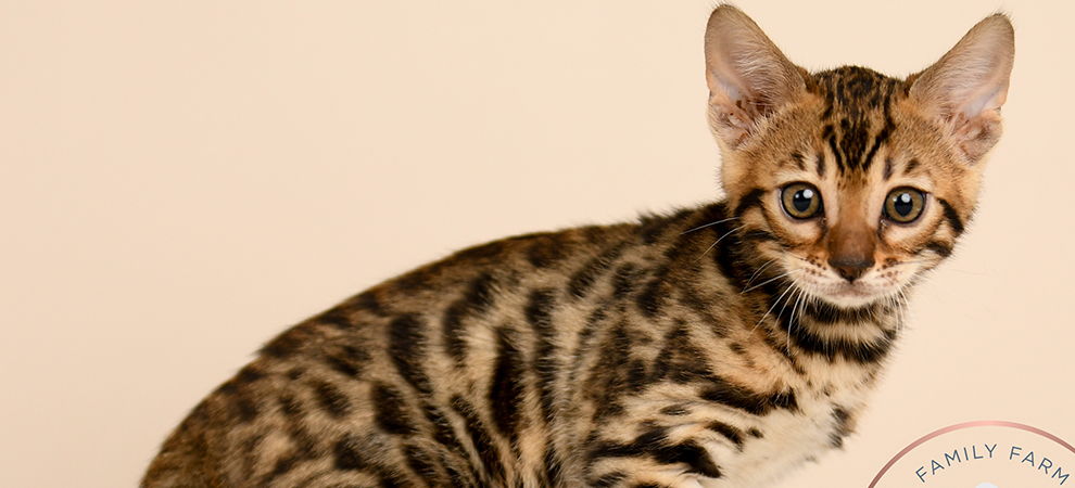 Bengal kitten for sale